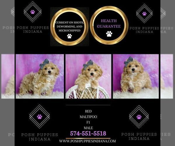 Medium Photo #29 Maltipoo (Miniature) Puppy For Sale in WARSAW, IN, USA