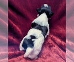 Small #7 Havanese