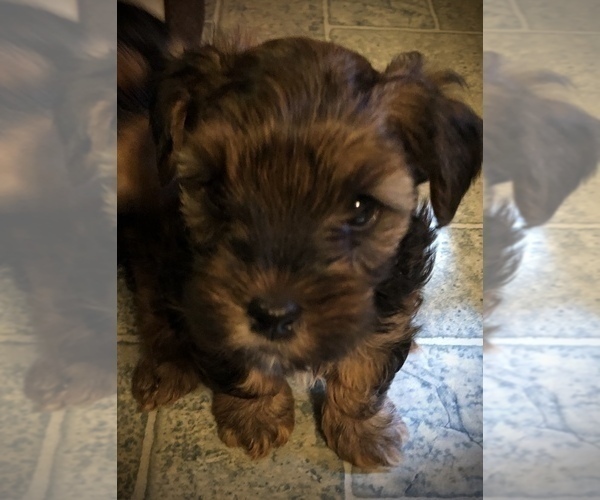 Medium Photo #27 YorkiePoo Puppy For Sale in SEYMOUR, IN, USA