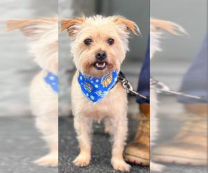Mutt Dogs for adoption in Cranston, RI, USA
