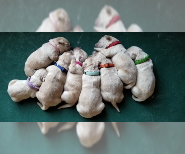 Medium Photo #5 Golden Retriever Puppy For Sale in MIDDLEBURG, VA, USA