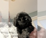 Small Photo #3 Cocker Spaniel Puppy For Sale in HODGENVILLE, KY, USA
