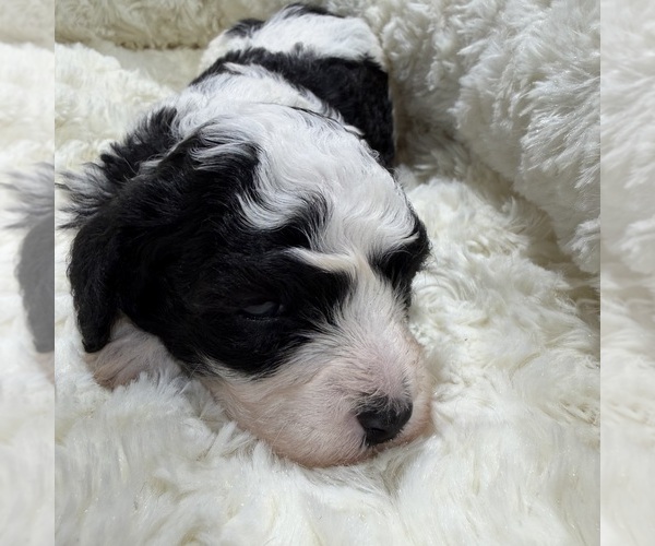 Medium Photo #2 Havapoo Puppy For Sale in GUTHRIE, KY, USA