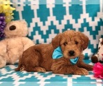 Small Photo #4 Labradoodle Puppy For Sale in CLAY, PA, USA