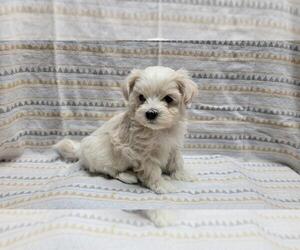 Maltipoo Puppy for sale in BROOKFIELD, MO, USA