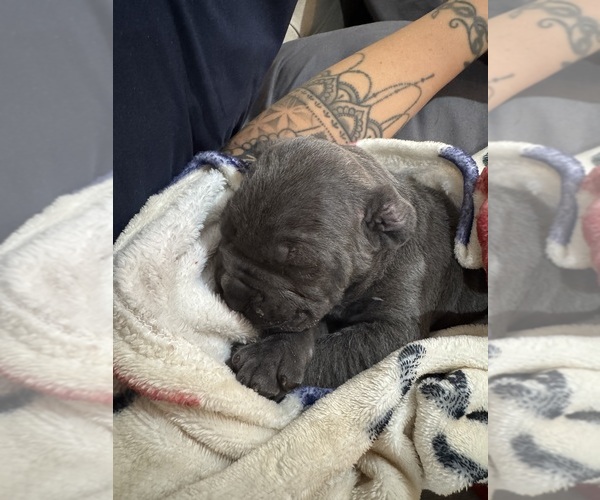 Medium Photo #1 Cane Corso Puppy For Sale in BARBOURSVILLE, VA, USA