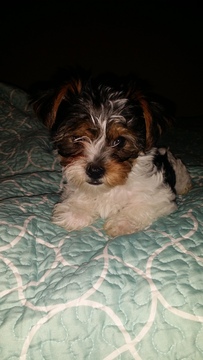 Medium Photo #1 Yorkshire Terrier Puppy For Sale in ELGIN, TX, USA
