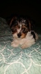Small Photo #1 Yorkshire Terrier Puppy For Sale in ELGIN, TX, USA