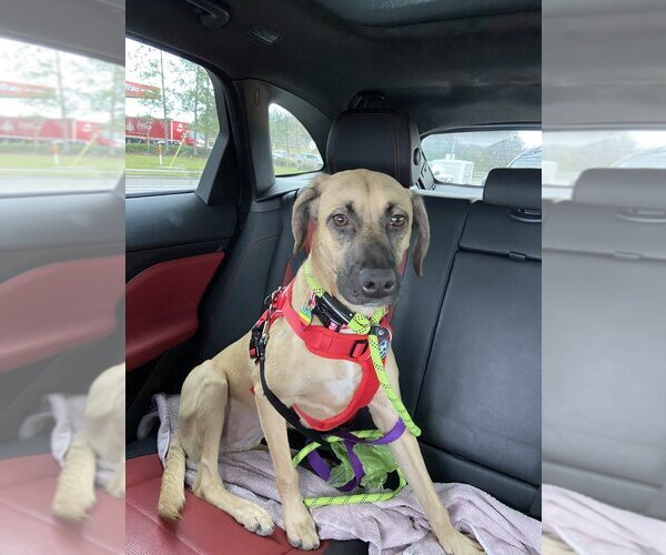 Medium Photo #3 Black Mouth Cur-Unknown Mix Puppy For Sale in Tampa, FL, USA