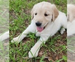 Small #20 English Cream Golden Retriever