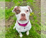 Small #1 Pug Mix