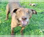 Small #2 American Pit Bull Terrier Mix