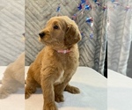 Small #10 Goldendoodle
