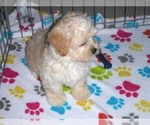 Small Photo #9 ShihPoo Puppy For Sale in ORO VALLEY, AZ, USA