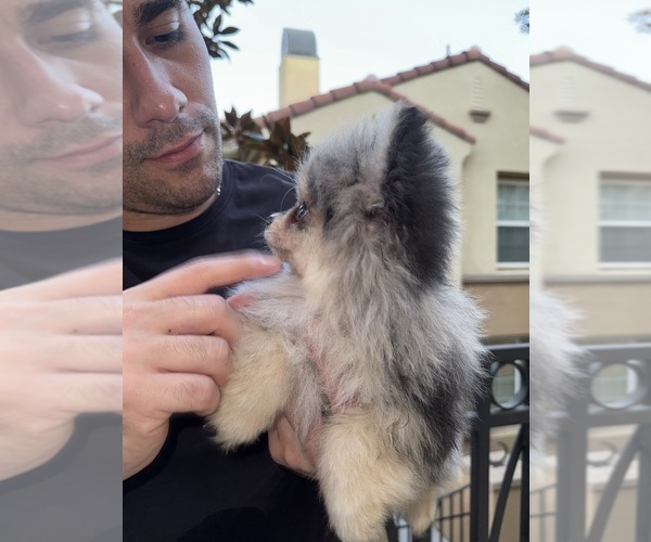 Medium Photo #4 Pomeranian Puppy For Sale in SAN DIEGO, CA, USA