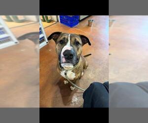 Bullboxer Pit Dogs for adoption in Louisville, KY, USA