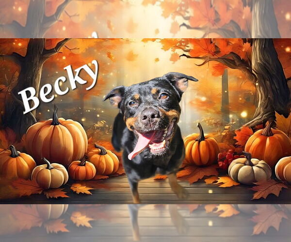 Medium Photo #3 Rottweiler Puppy For Sale in Aurora, OH, USA