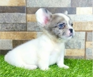 French Bulldog Puppy for sale in CARLSBAD, CA, USA