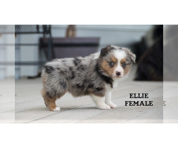 Medium Photo #12 Aussie-Corgi Puppy For Sale in CLARE, MI, USA