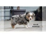 Small #11 Aussie-Corgi
