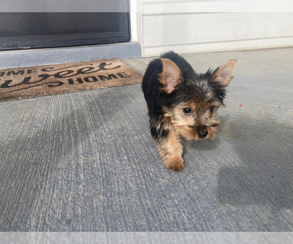 Medium Photo #5 Yorkshire Terrier Puppy For Sale in RICHMOND, VA, USA