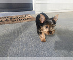Small Photo #5 Yorkshire Terrier Puppy For Sale in RICHMOND, VA, USA