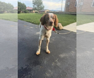 - Mix Dogs for adoption in Curwensville, PA, USA