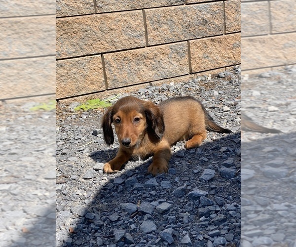 Medium Photo #3 Dachshund Puppy For Sale in CANOGA, NY, USA