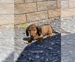 Small #2 Dachshund