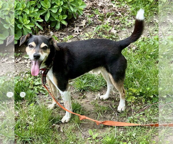 Medium Photo #2 Jack-A-Bee Puppy For Sale in Batavia, OH, USA