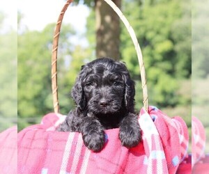 Goldendoodle-Poodle (Standard) Mix Puppy for sale in LOYSVILLE, PA, USA