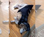Small #2 Basset Hound