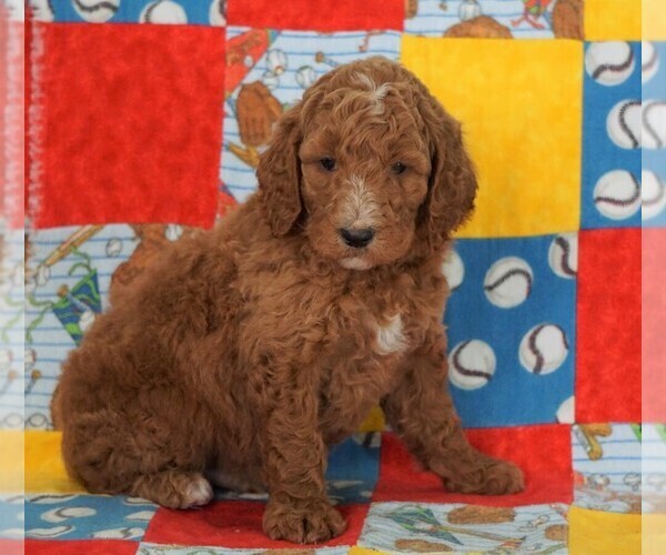 Medium Photo #1 Goldendoodle Puppy For Sale in FREDERICKSBG, OH, USA
