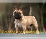 Small Photo #7 French Bulldog Puppy For Sale in VANCOUVER, WA, USA