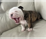 Small Photo #3 English Bulldog Puppy For Sale in ARNOLD, MO, USA