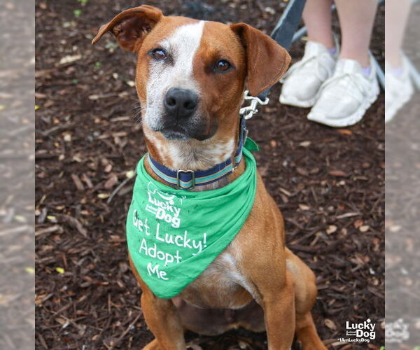 Medium Photo #15 Red Heeler-Unknown Mix Puppy For Sale in Washington, DC, USA