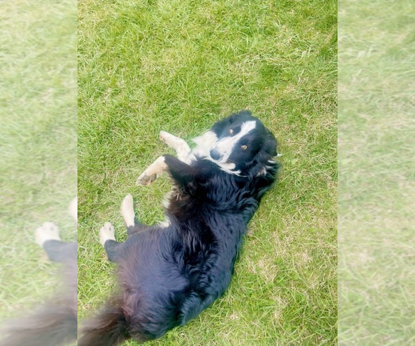 Medium Photo #1 Border Collie Puppy For Sale in OTTUMWA, IA, USA
