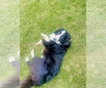 Small Photo #1 Border Collie Puppy For Sale in OTTUMWA, IA, USA