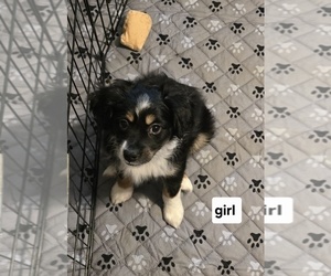 Miniature Australian Shepherd Puppy for sale in WADESBORO, NC, USA