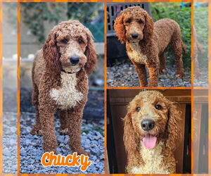 Miniature Labradoodle Dogs for adoption in Blacksburg, SC, USA