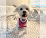 Small Photo #3 Bichon Frise-Unknown Mix Puppy For Sale in Mundelein, IL, USA