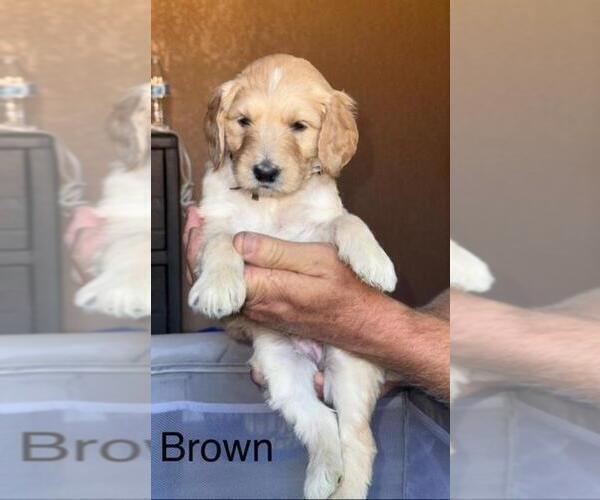 Medium Photo #4 Double Doodle Puppy For Sale in HESPERIA, CA, USA