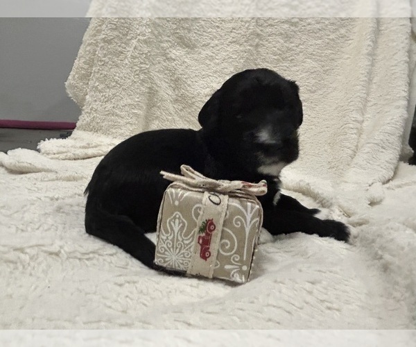 Medium Photo #13 Aussiedoodle Puppy For Sale in PASCAGOULA, MS, USA