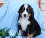 Small Bernese Mountain Dog