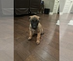 Small Photo #23 Belgian Malinois Puppy For Sale in ATHENS, AL, USA