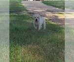 Small Photo #9 Labrador Retriever Puppy For Sale in WASHTA, IA, USA