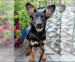Small German Shepherd Dog