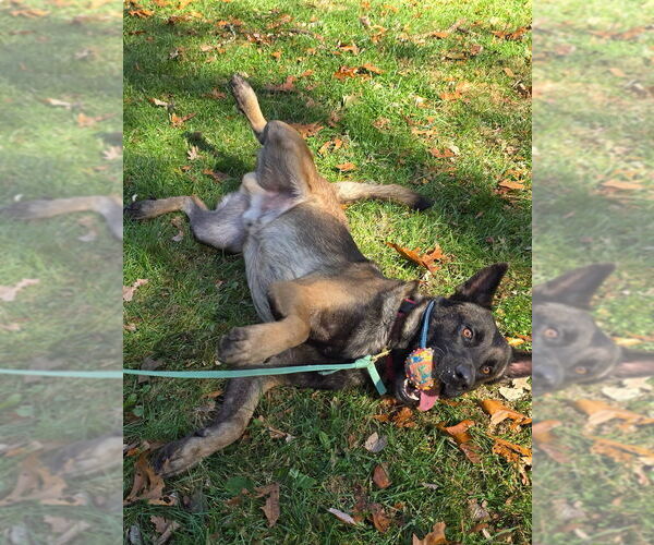 Medium Photo #2 German Shepherd Dog-Unknown Mix Puppy For Sale in Imlay City, MI, USA