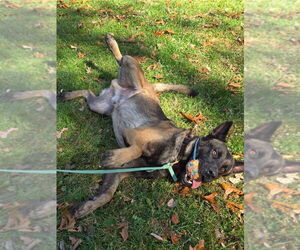 Niko - Located in IN - Male German Shepherd Dog-Unknown Mix Dog for Adoption - Photo #2