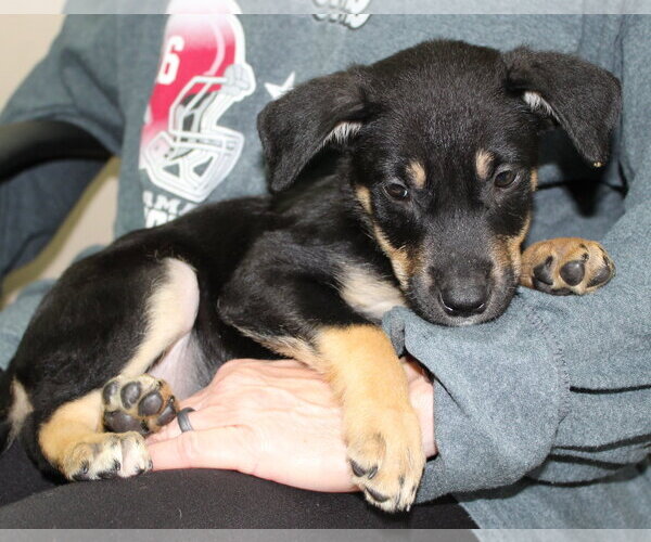 Medium Photo #2 Doberman Pinscher-Unknown Mix Puppy For Sale in Prattville, AL, USA